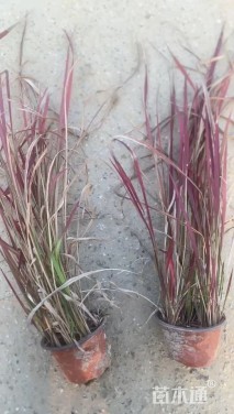 高度50厘米日本血草