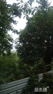 30公分桂花