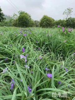 高度30厘米紫露草