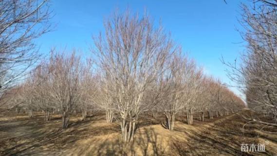 高度500厘米丛生红枫