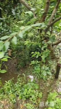 高度35厘米八角金盘