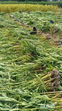 高度100厘米夹竹桃