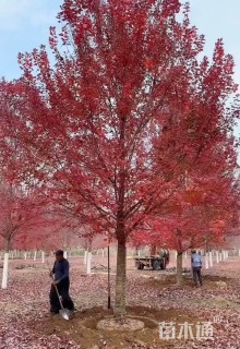 15公分美国红枫