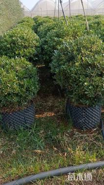 冠幅12厘米海桐球