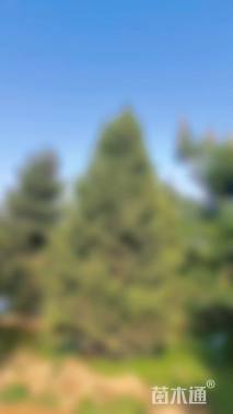 高度400厘米云杉