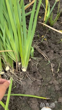 高度50厘米水生鸢尾