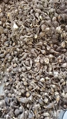 高度5厘米风雨兰种球