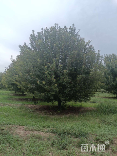 19公分北美海棠