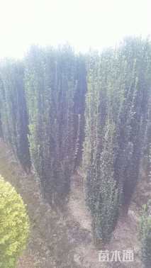 高度200厘米直立冬青