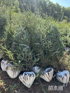 高度200厘米青海云杉