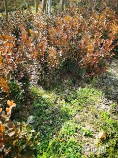 高度40厘米瓜子黄杨