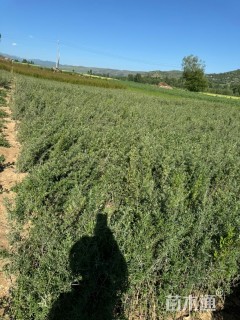 高度50厘米沙棘