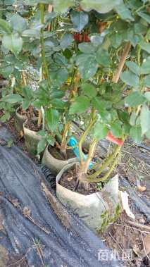 高度80厘米蔷薇