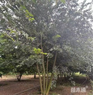 50公分(5杆)丛生榉树