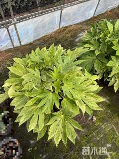 高度40厘米八角金盘