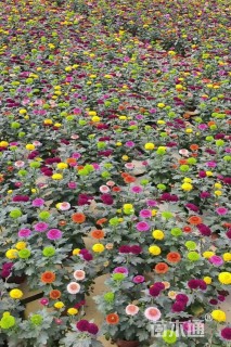 高度20厘米乒乓菊