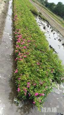 高度30厘米大花月季