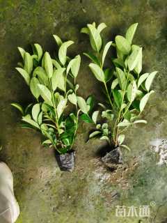 高度30厘米欧洲荚蒾