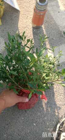 高度15厘米小叶栀子