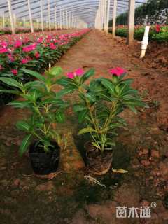 高度15厘米长春花