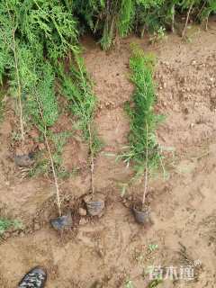 高度120厘米侧柏