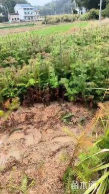 高度25厘米杉木小苗