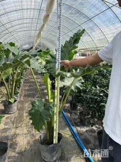 高度100厘米海芋