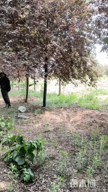 高度350厘米红叶榆叶梅