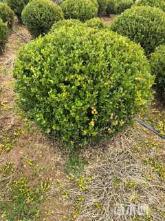 冠幅120厘米瓜子黄杨球