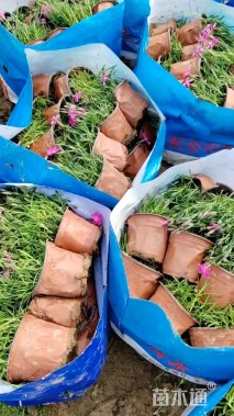 高度19厘米欧石竹