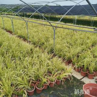 高度25厘米金叶石菖蒲