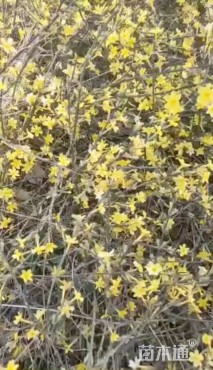 高度30厘米迎春花