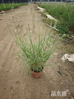 高度20厘米大布尼狼尾草