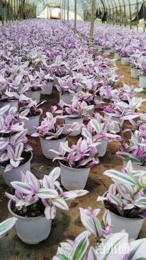 高度20厘米吊竹梅