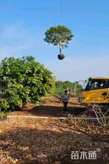 10公分红果冬青