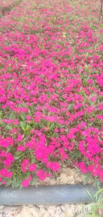 高度25厘米欧石竹