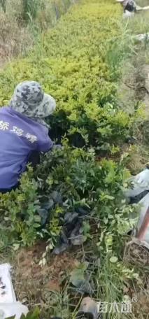 高度25厘米金森女贞小苗