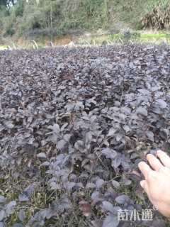 高度20厘米红花继木小苗