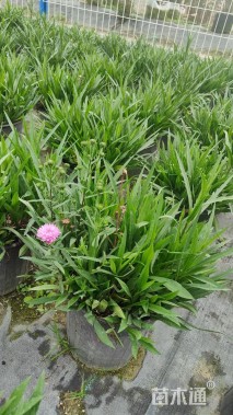 高度15厘米荷兰菊