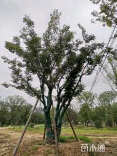 80公分(5杆)丛生朴树