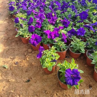 高度15厘米矮牵牛