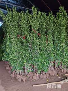 高度120厘米北海道黄杨