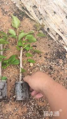 高度25厘米三角梅