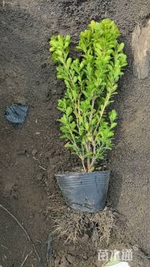 高度41厘米瓜子黄杨小苗