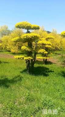 8公分造型金叶榆