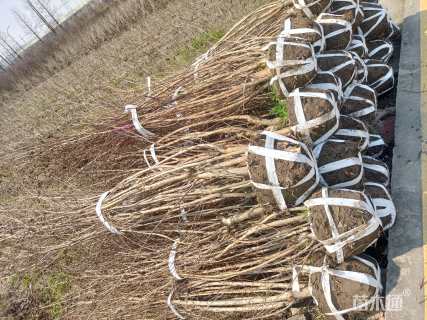 高度250厘米丛生紫薇