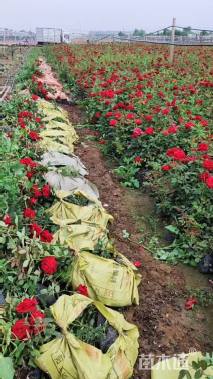 高度60厘米大花香水月季