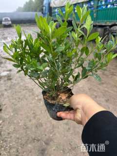 高度30厘米毛鹃