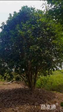 高度400厘米丛生桂花