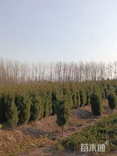 高度90厘米塔柏